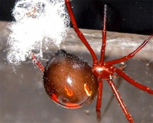 6 Venomous Spiders that May live in your hometown 