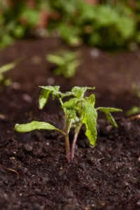 new tomato sprout in soil with water drops, gardening, shallow DOF