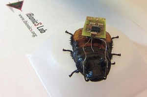 Researchers hope remote controlled cockroaches can help Replace disaster victims.