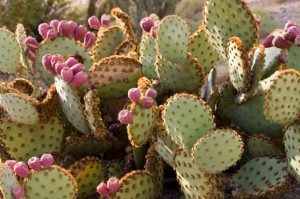 Prickly Pear--an edible plant for survival