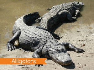 Alligator Updated