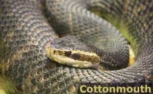 How to Identify Poisonous Snakes