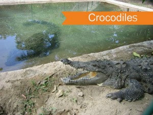 Crocodile Updated