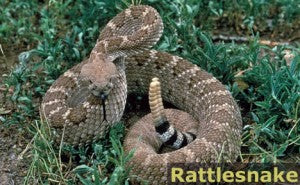 How to Identify Poisonous Snakes