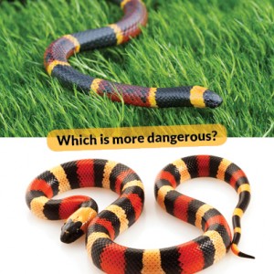Which is venomous and which is harmless?
