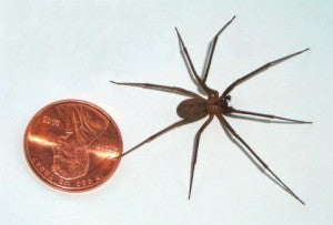6 Venomous Spiders that May live in your Hometown
