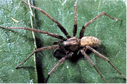 6 Venomous Spiders that May Live in your Hometown
