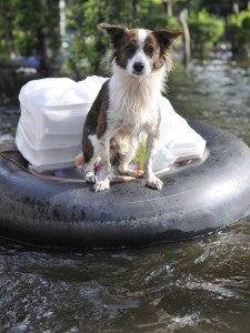 Preparing Pets - Flood