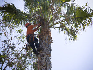 Tree Trimming for El Niño