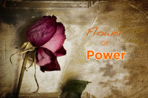 Valentine Flower Power
