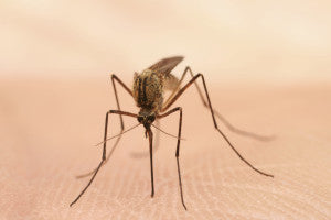 Mosquito - Zika virus