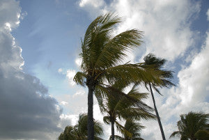Palm Trees with dark clouds - hurricane drought