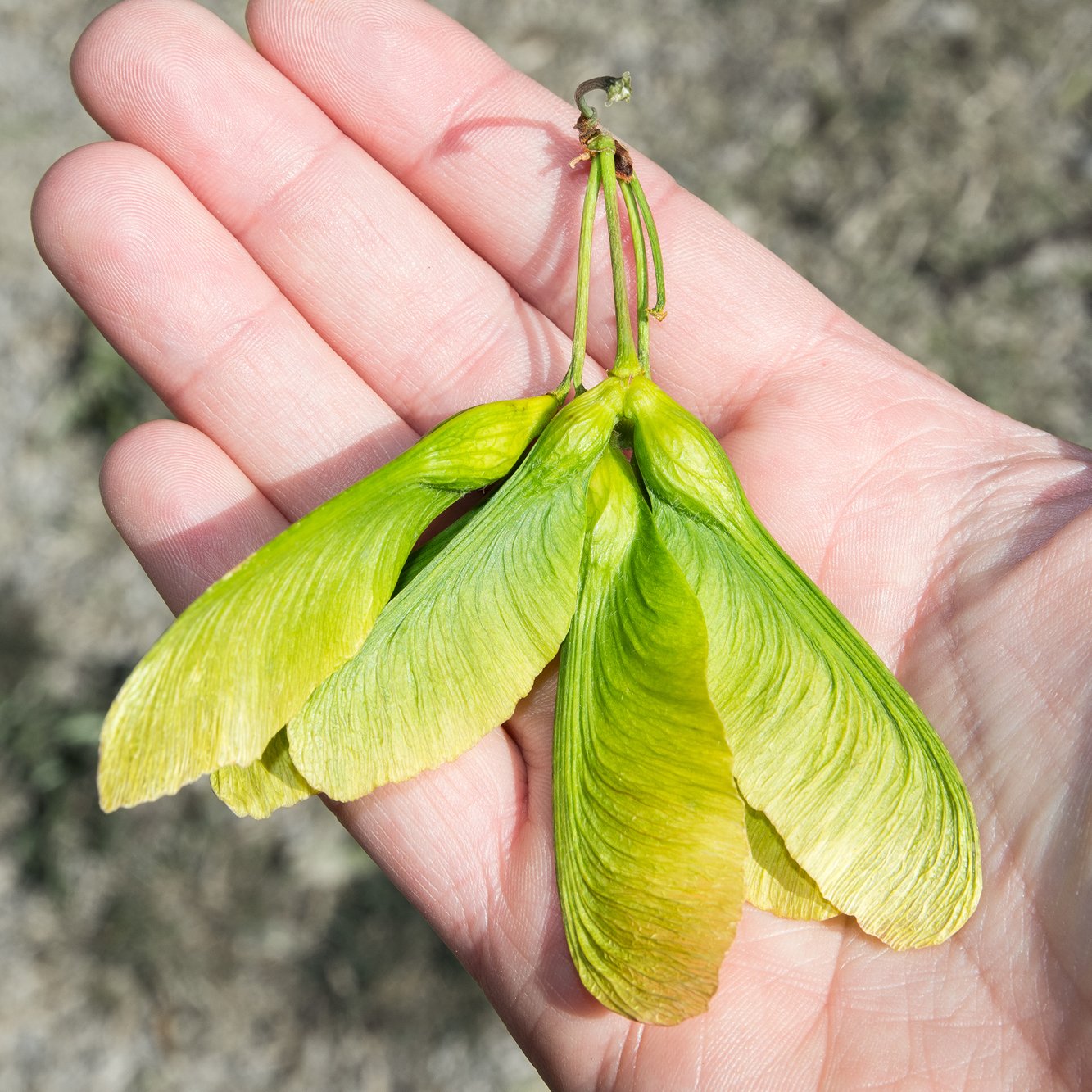 Backyard Foraging (4663507222668)