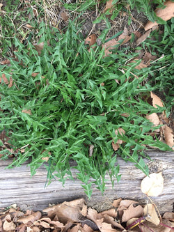 Survival Food: Edible Weeds Growing in Your Front Yard - Be Prepared - Emergency Essentials