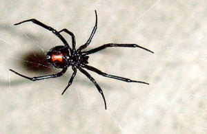 6 Venomous Spiders that May live in your Hometown