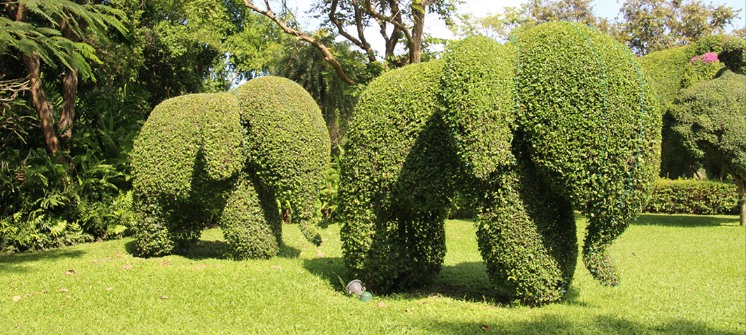 Elephant shrub