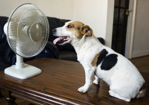 Jack Russell dog sitting in front of a domestic electric fan - dog days
