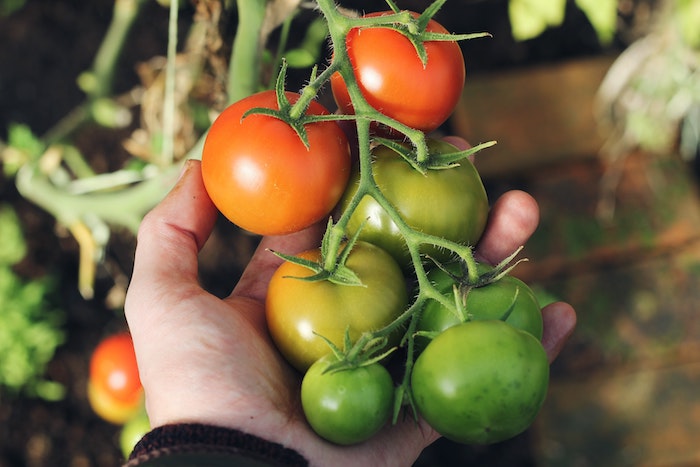 Hand holding a tomato