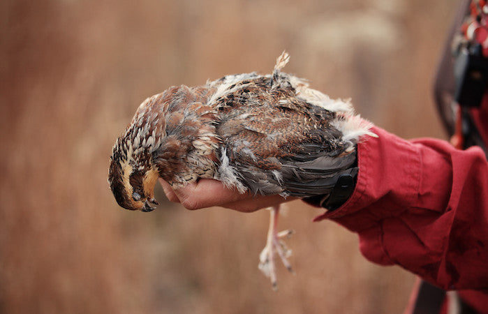trapper holding dead bird