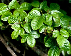 How to Identify Poisonous Plants--Poison Oak
