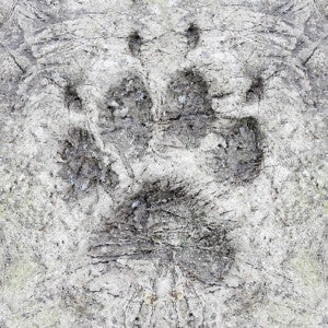 What would you do if you ran across wild animal tracks?