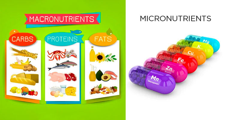 micronutrients and macronutrients