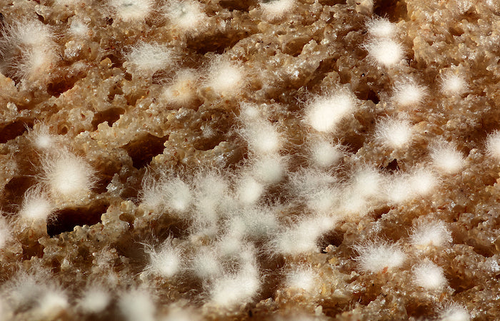 moldy bread close up